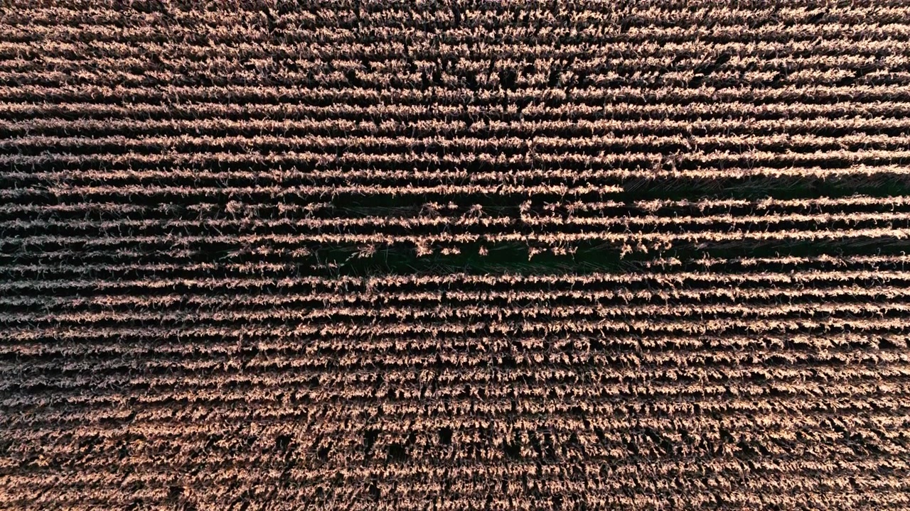 Aerial Top-Down View of Dry Crop Field Rows at Sunset