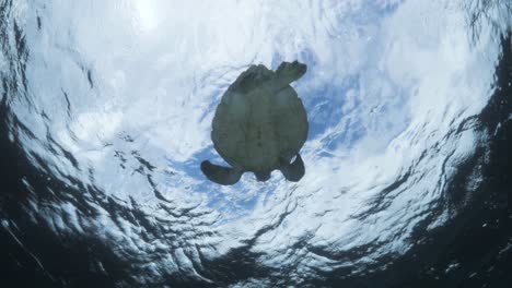 vista única de una tortuga desde debajo del agua mirando hacia el cielo mientras atraviesa el océano