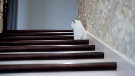 cat sits on wooden stairs. kitty sitting on step of stairs at home