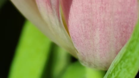 pink tulips in pastel coral tints at blurry background, closeup