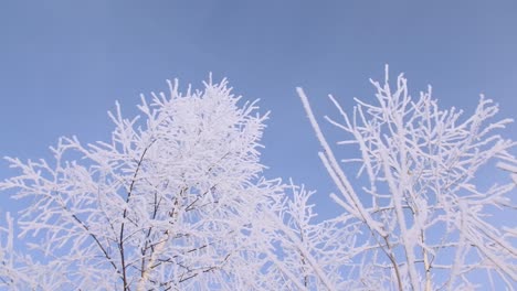 winter trees covered in frost