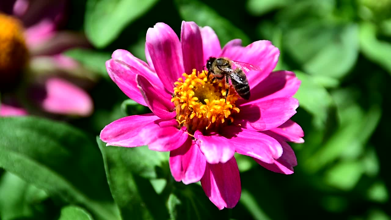 abeja recogiendo polen de la flor