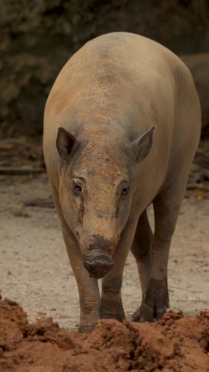Un babirussa cammina attraverso un recinto roccioso e fangoso in un'inquadratura di inseguimento a medio profilo