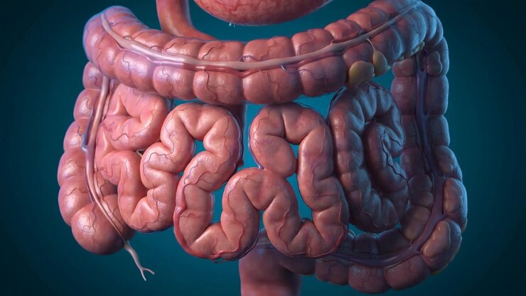 Detailed Anatomical Model Of Stomach And Intestines Highlighting Anatomy
