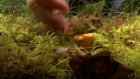 pulls out of the moss mushroom, yellow chanterelle