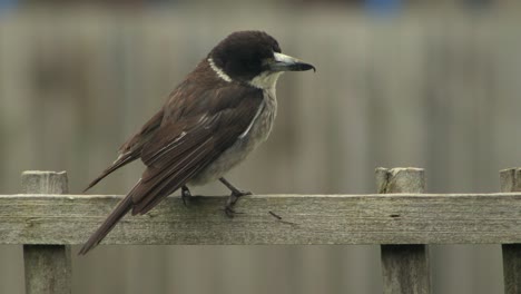 Butcherbird-Perched-On-Fence-Trellis-Australia-Gippsland-Victoria-Maffra-Daytime-Close-Up