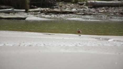 capture the beauty of a new zealand dotterel amidst sandy shores with a serene river in the backdrop