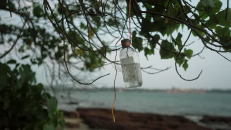 glass bottle hanging from a tree branch by the ocean on a cloudy day