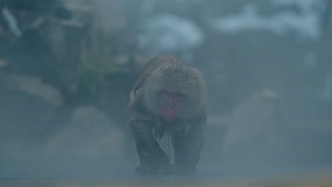 A Japanese snow monkey drinks from the steamy waters of a foggy onsen, surrounded by snow in the enchanting Jigokudani valley.
