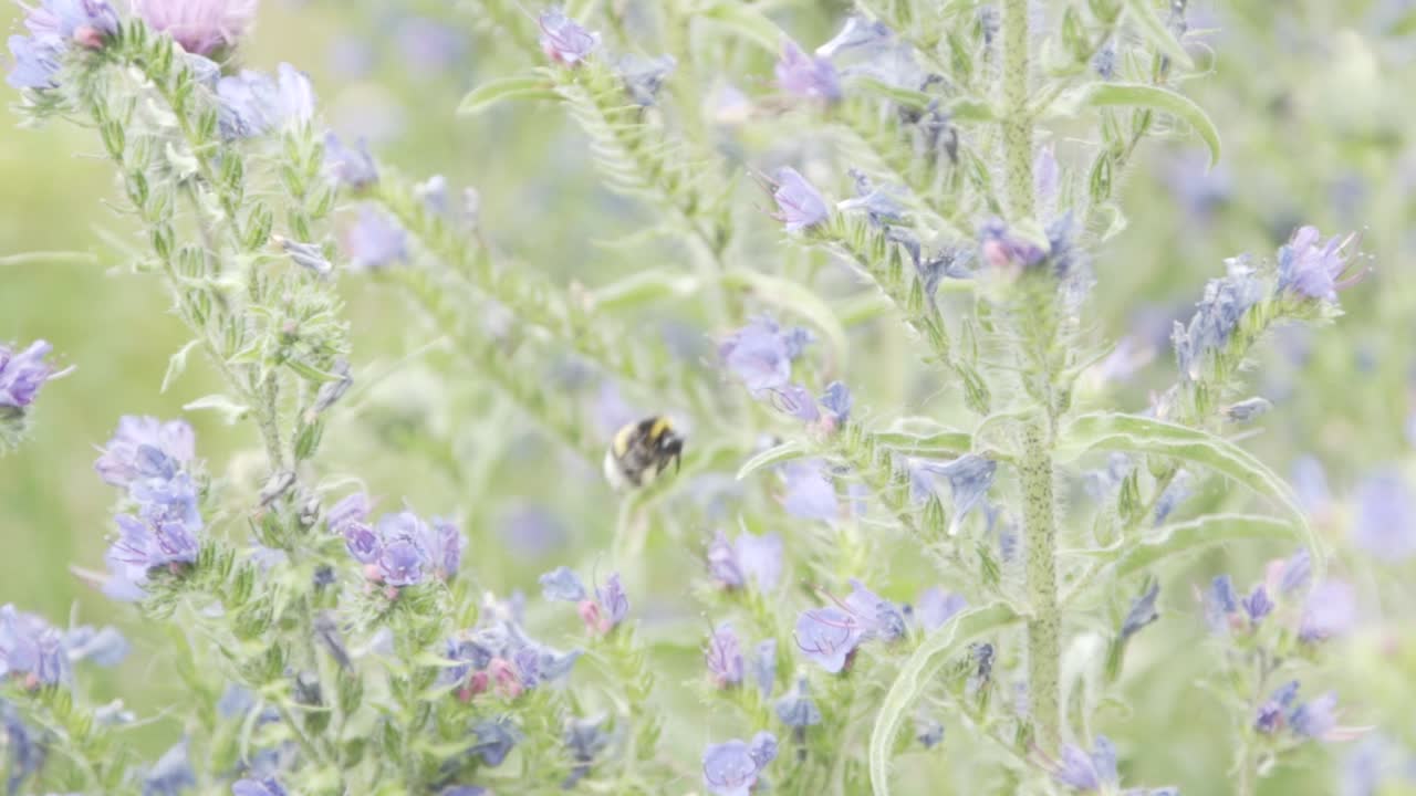 Bumble bee working on a flower