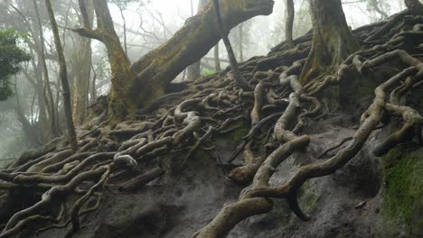 Giant-tree-roots-above-the-ground-in-tropical-forest-in-famous-tourist-destination-Guna-cave-in-Kodaikanal,-Tamil-Nadu