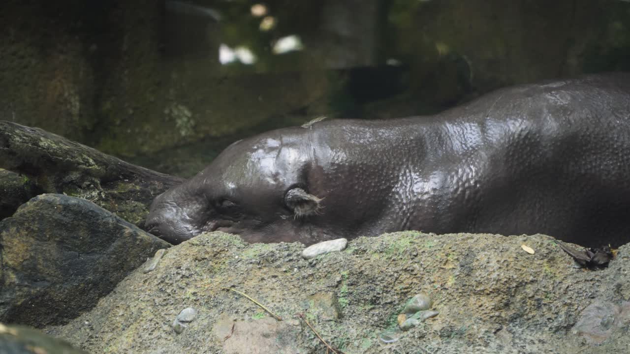 lindo hipopótamo pigmeo durmiendo en una roca cubierta de musgo en el zoológico de singapur