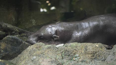 cute pygmy hippo sleeping on a mossy rock in singapore zoo