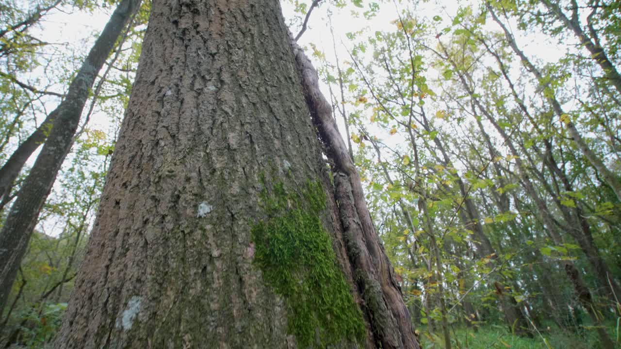 가을 숲, 짐벌 워크