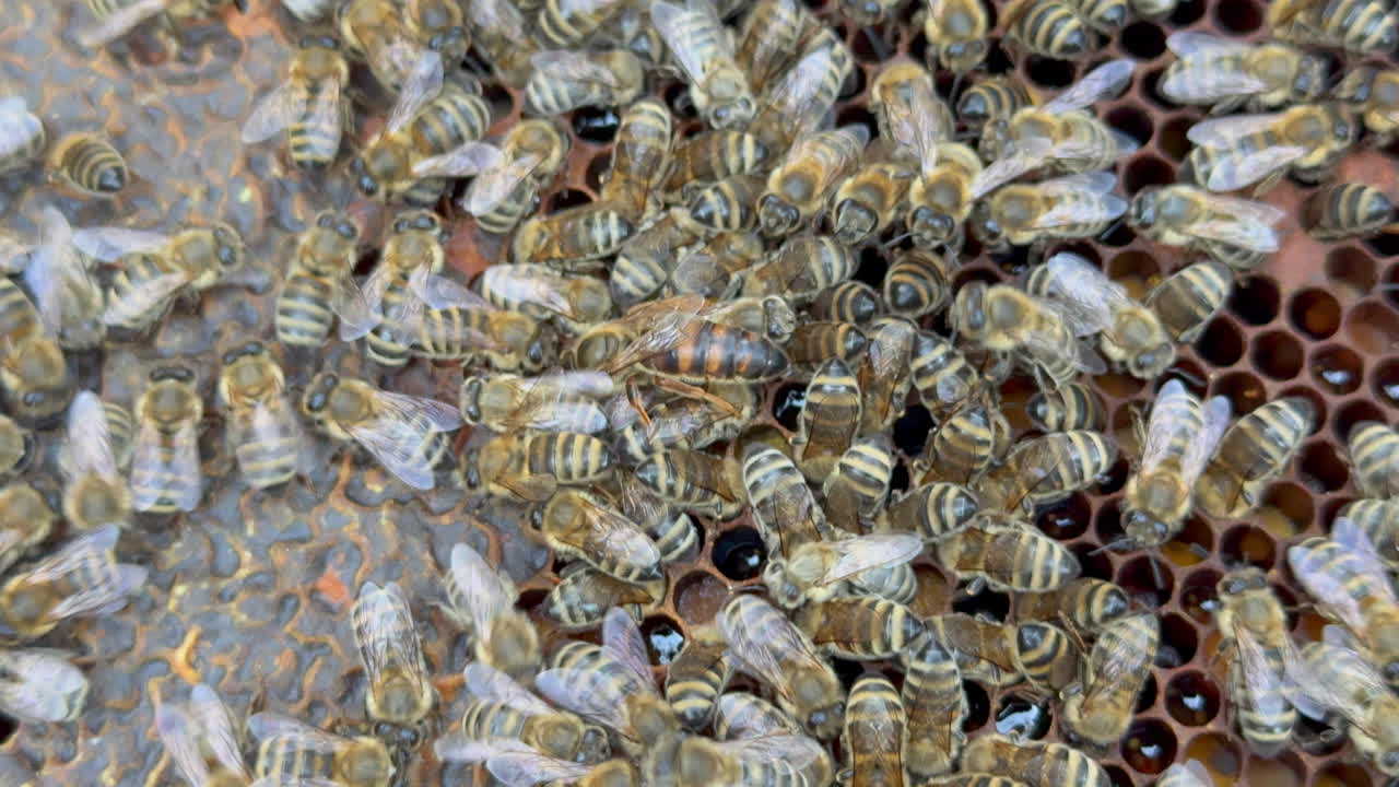 Unmarked queen bee inspects the honeycombs among worker bees. Close-up view of hive activity and natural beekeeping in an apiary