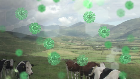 covid-19 cells against cows eating grass