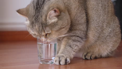 adorable british shorthair cat drinking water from small glass and kneading with her paw