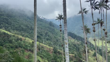 Breathtaking-view-of-Wax-palm-trees-in-Cocora-misty-valley-of-Colombia