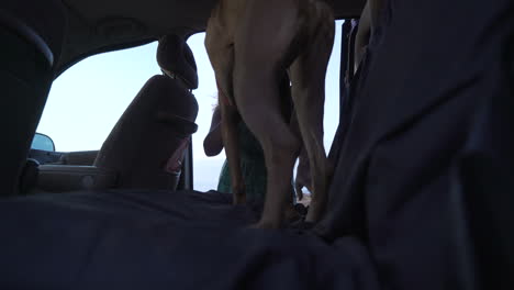 woman and dog in car trunk