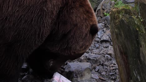 oso marrón comprobando un pedazo de plástico, alaska