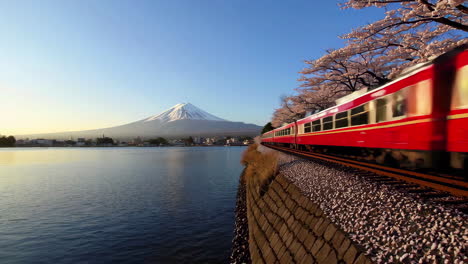 red train through cherry blossoms and mount fuji