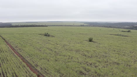 Plantación-De-Caña-De-Azúcar-Brasil---Filmación-De-Drones-Horizontales-Cerca-De-Cultivos