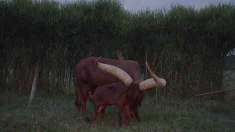 Allgemeine-Aufnahme-Eines-Ankole-Watusi-Kuhkalbs,-Das-Von-Seiner-Mutter-In-Einem-Grünen-Park-In-Mbarara,-Uganda,-Säugt