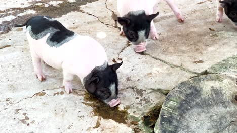 mini pigs exploring and interacting at the zoo