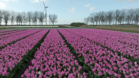 April-2024---4K-Aerial-of-tulip-fields-in-Flevoland,-The-Netherlands