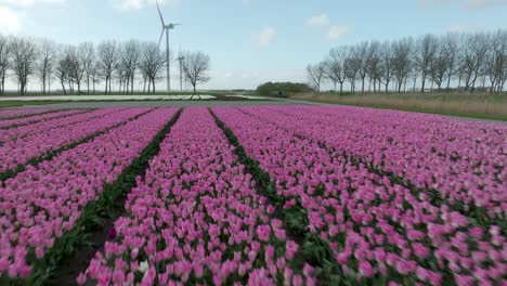 abril 2024 - 4k aerial de los campos de tulipanes en flevoland, los países bajos