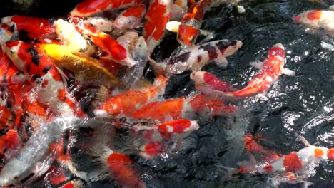 koi, fancy carp are swimming in above