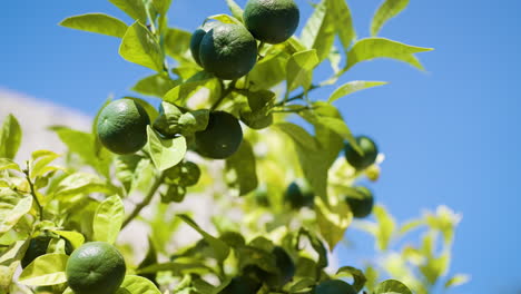 lime tree with green limes