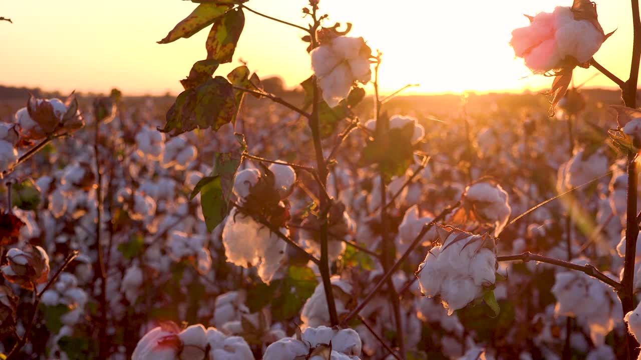 Panoramica estremamente ravvicinata di campi di cotone in crescita in una fattoria del Delta del Mississippi al tramonto.