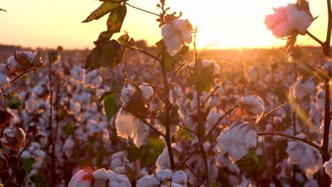 Panning-Extreme-Close-De-Campos-De-Algodón-Que-Crecen-En-Un-Campo-Agrícola-Delta-Del-Mississippi-Al-Atardecer