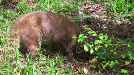 south american coati, , digging into the soil and foraging on the jungle floor, close up shot