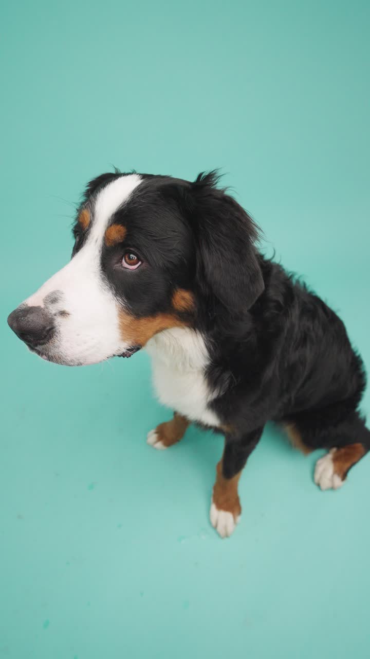Bernese Mountain Dog Puppy