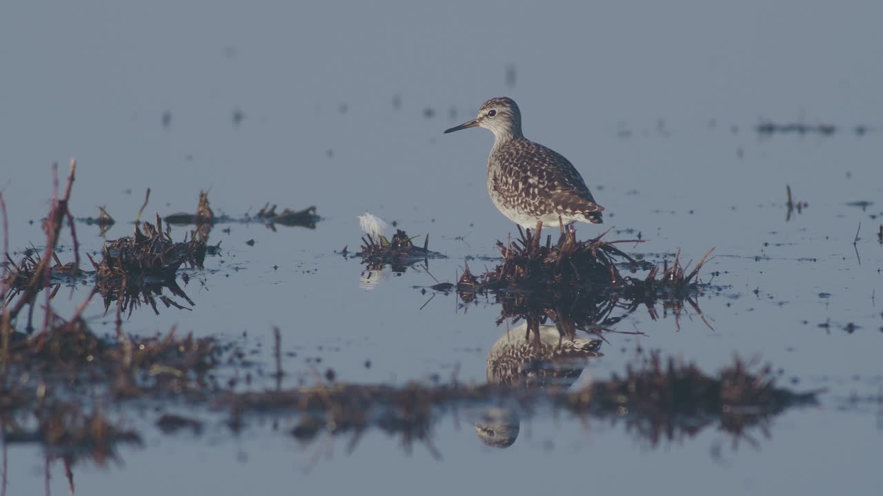 Wood sandpiper is looking for food in flooded meadows during spring migration