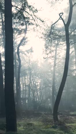 misty forest sunrise