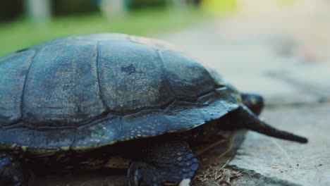 turtle crossing the road