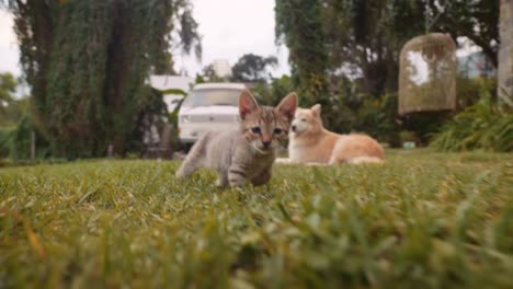 kitten chases wide angle camera low angle slomo