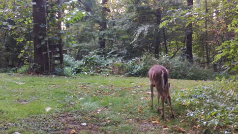 venado de cola blanca pastando en un claro en el bosque a principios de otoño en el medio oeste de ee.uu.