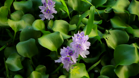 Jacinto-De-Agua-Cerca-De-Una-Flor