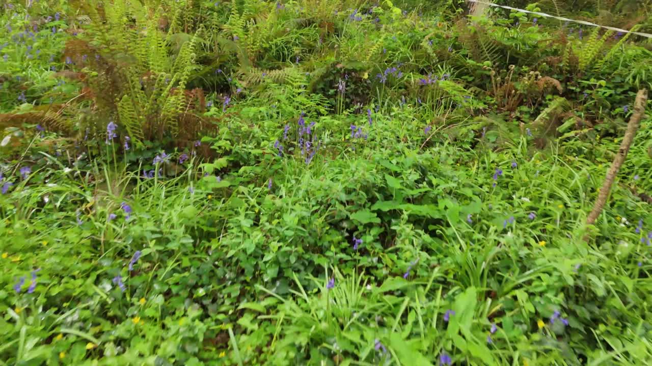 Forest floor covered in lush green and purple bluebells in Spring. The view from above