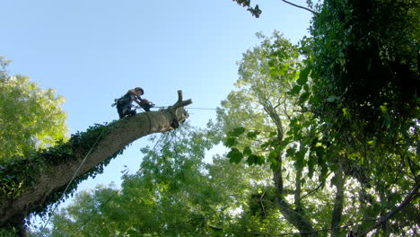 Looking-up-as-female-tree-surgeon-in-harness-makes-cuts-into-tree-stem,-low-angle