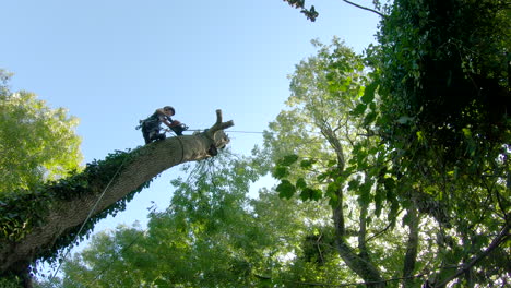 looking up as female tree surgeon in harness makes cuts into tree stem, low angle