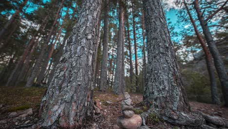 Tall-old-pine-trees-tower-above-the-rocky-terrain-in-the-sunlit-forest