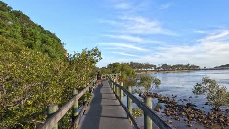 people walking on a mangrove forest pathway