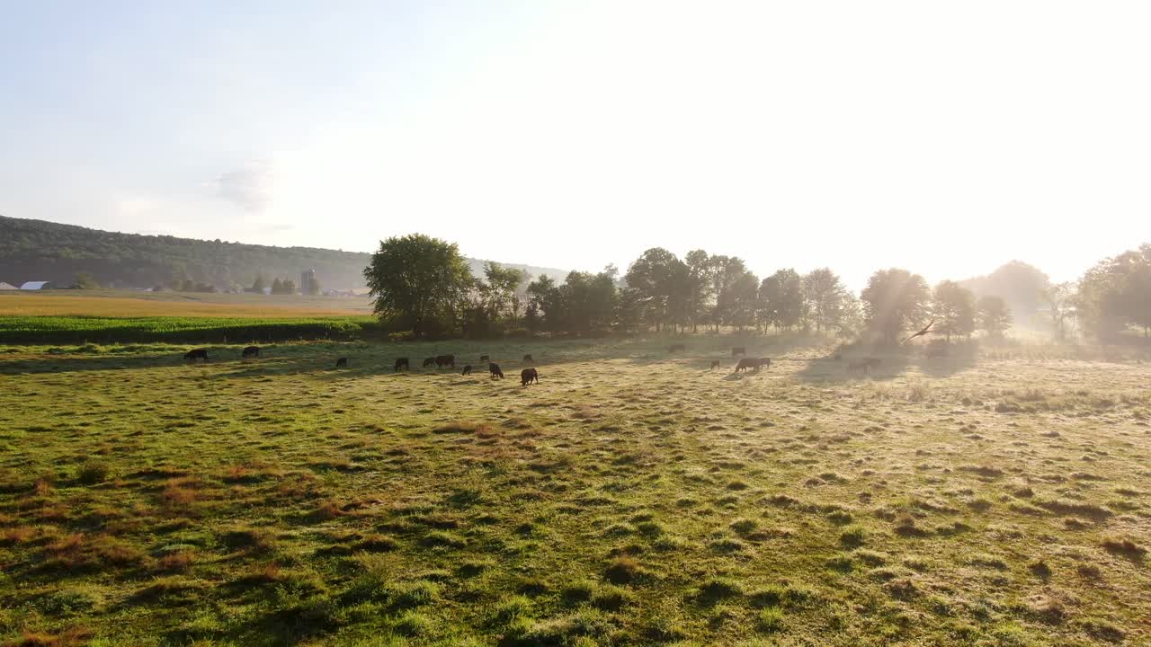 Wide panorama of cattle grazing in meadow pasture covered in dew, dramatic morning sunlight, peaceful serene mood, white space