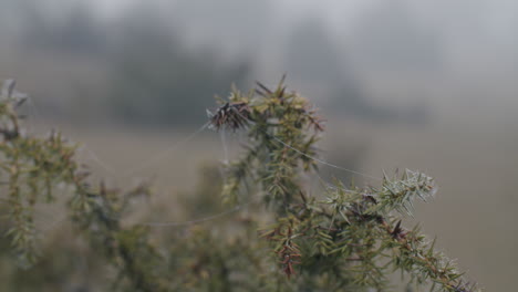 Parallax-shot-of-spider-web-hanging-on-a-cedar-branch