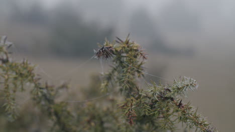 parallax shot of spider web hanging on a cedar branch